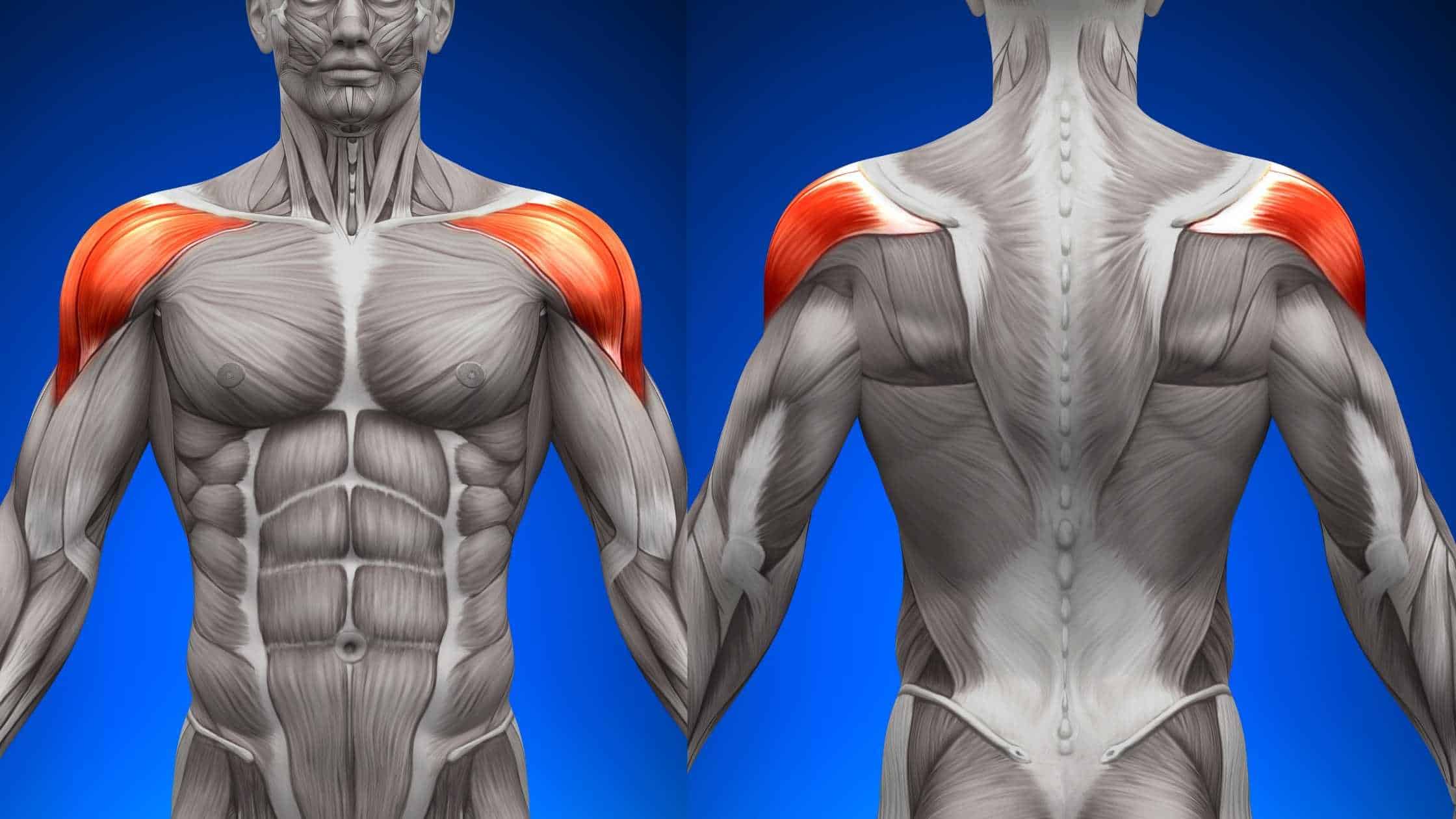 shoulder muscles